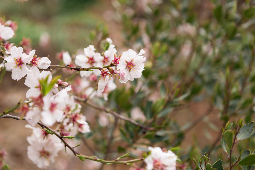 Almond trees in blossom