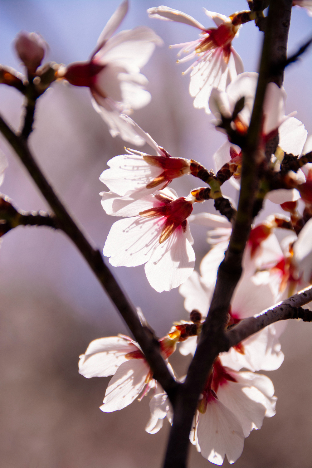 Almond blossom on a branch, the flower Mandorla is named after